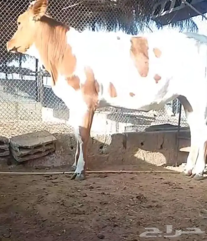 عجله للببع 1
