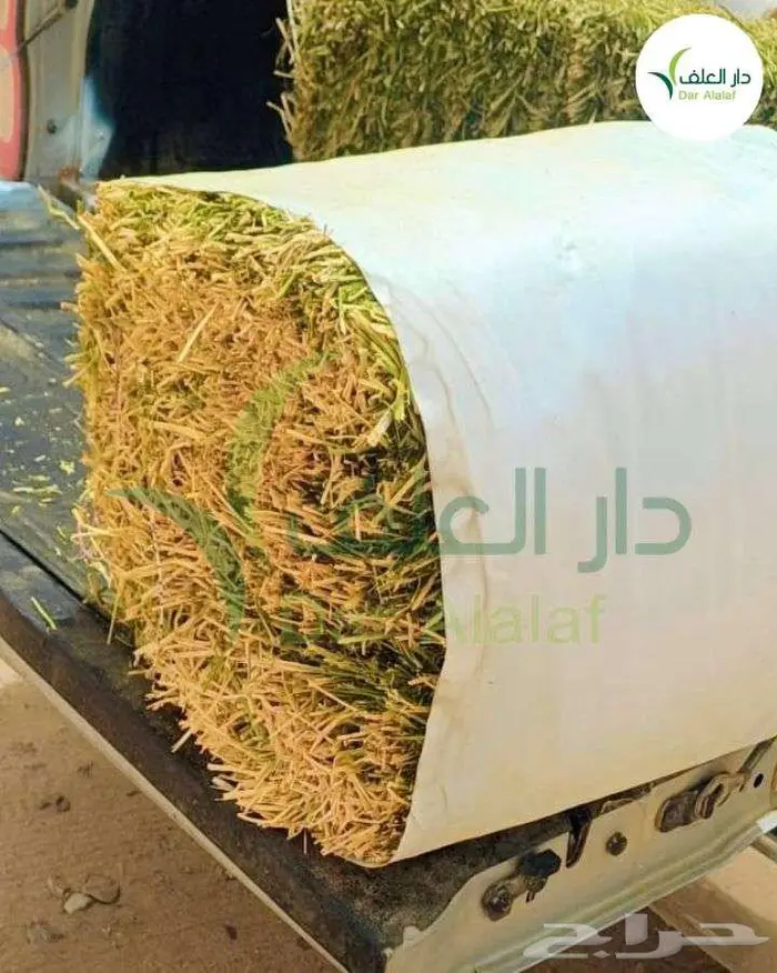مستورد برسيم الراعي المصري 1