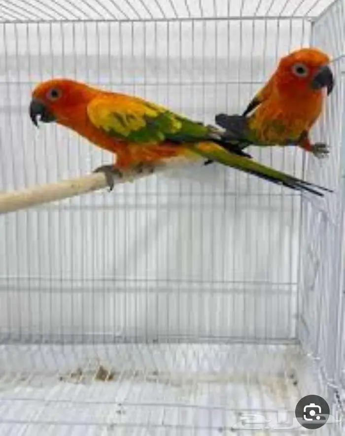 فندقة الطيور 1