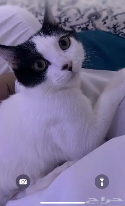 قط لعوب للتبني 0