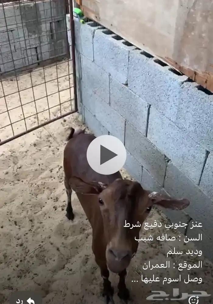 عنز جنوبي دفيع 0
