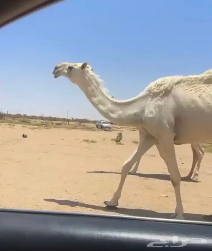 خفوت للبيع 0