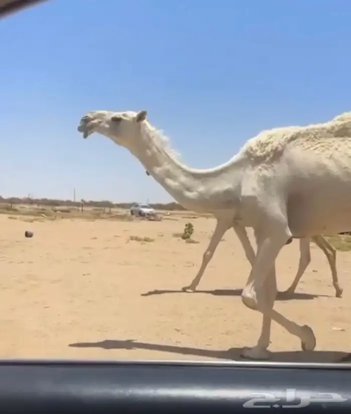 خفوت للبيع 2