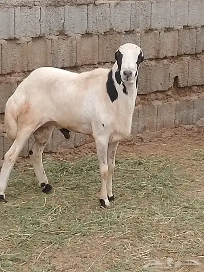 نعجه منتوج وكبش فحل فاخر index