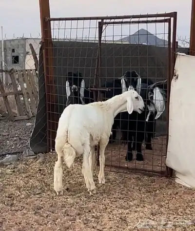 مشروع فحل حري صنف index