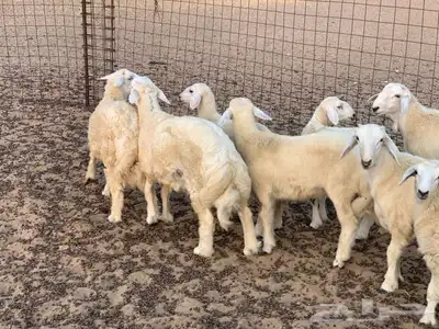 ذبايح حري وتيوس وسواكني مع أمكانيه الذبح وتوصيل index