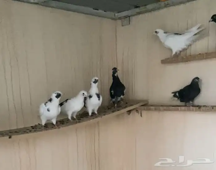 حمام قطايف بين الثريا واركان 1