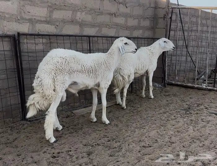 فحول حريات مشروطه 0
