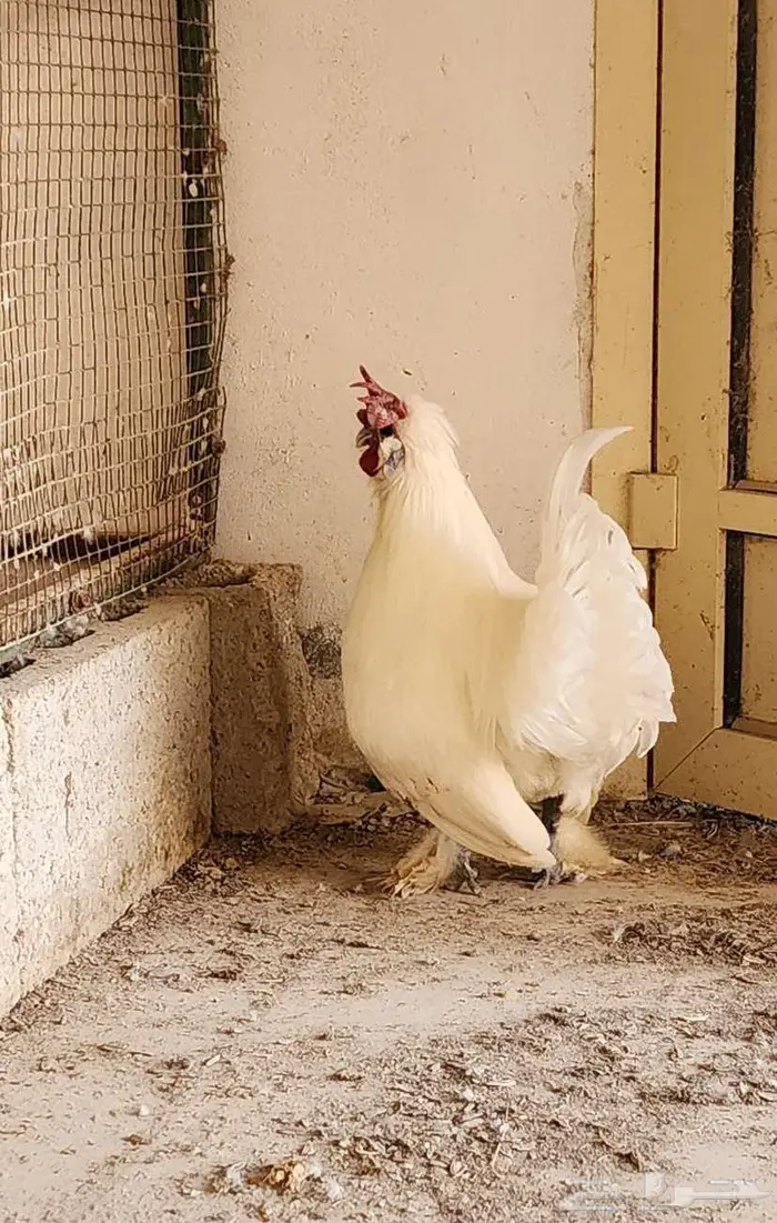 ديك أبيض مكس سلكي فيومي 3