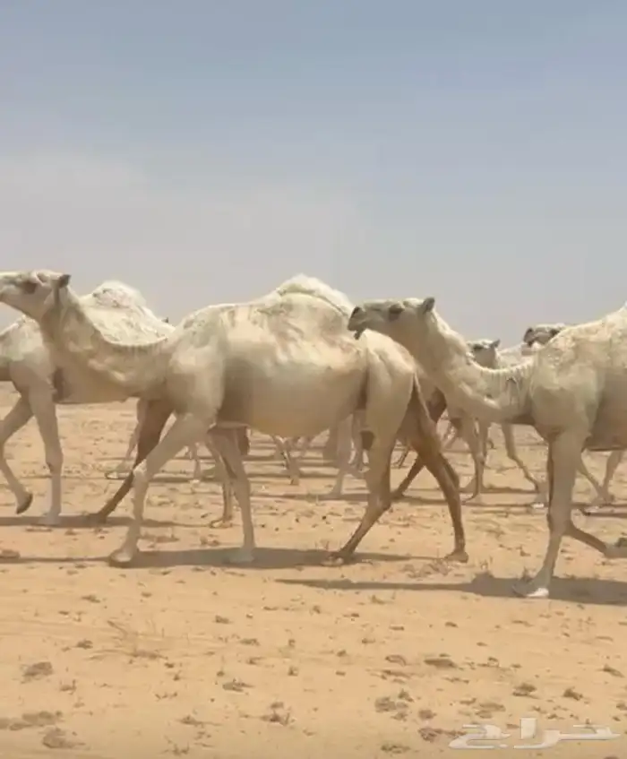 ذود ابل وضح كككفو وطيبه للبيع 7
