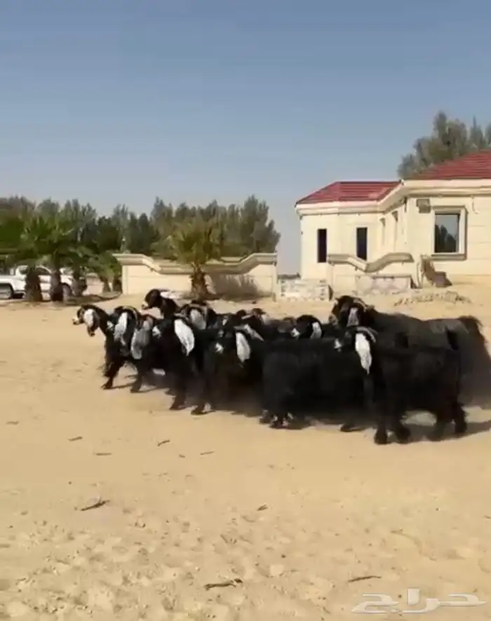 معزاء عوارض فاخره وطيبه للبيع 13