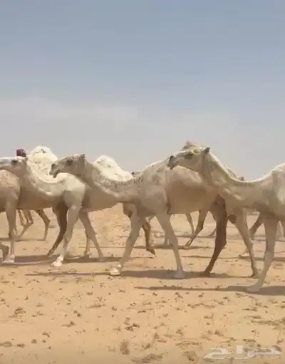 ذود ابل وضح كككفو وطيبه للبيع index