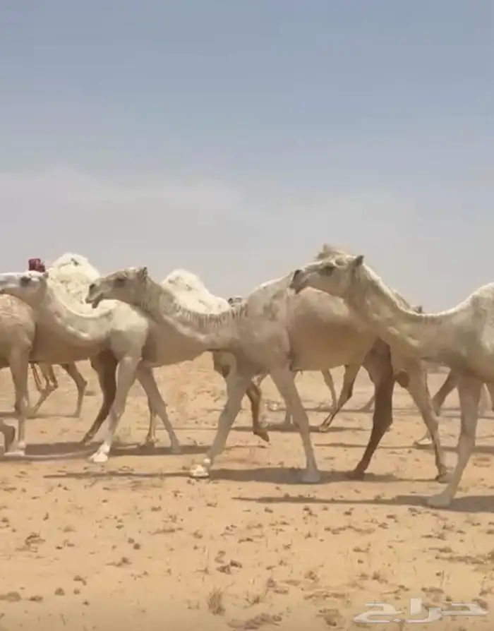 ذود ابل وضح كككفو وطيبه للبيع 6