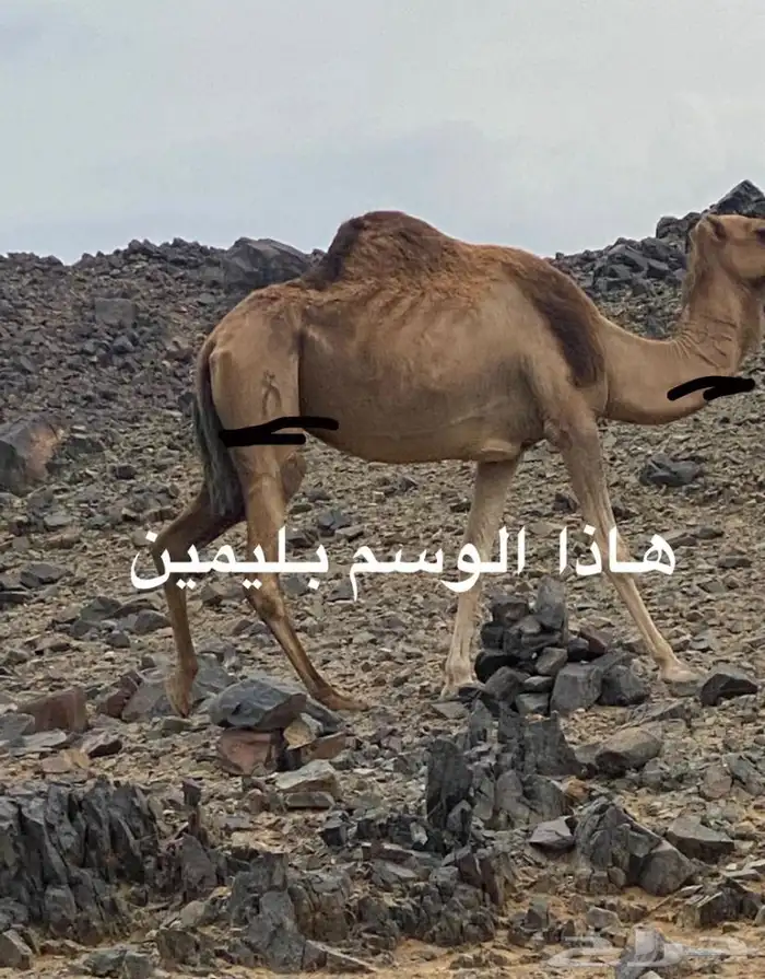 يالربع من عين الناقه هاذي 0