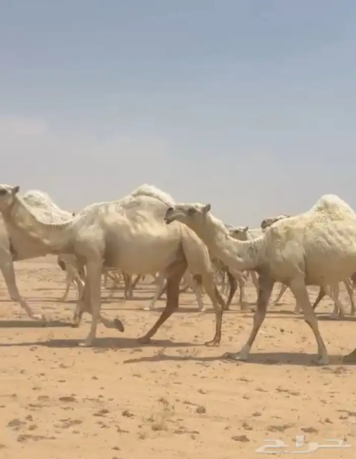 ذود ابل وضح كككفو وطيبه للبيع 0