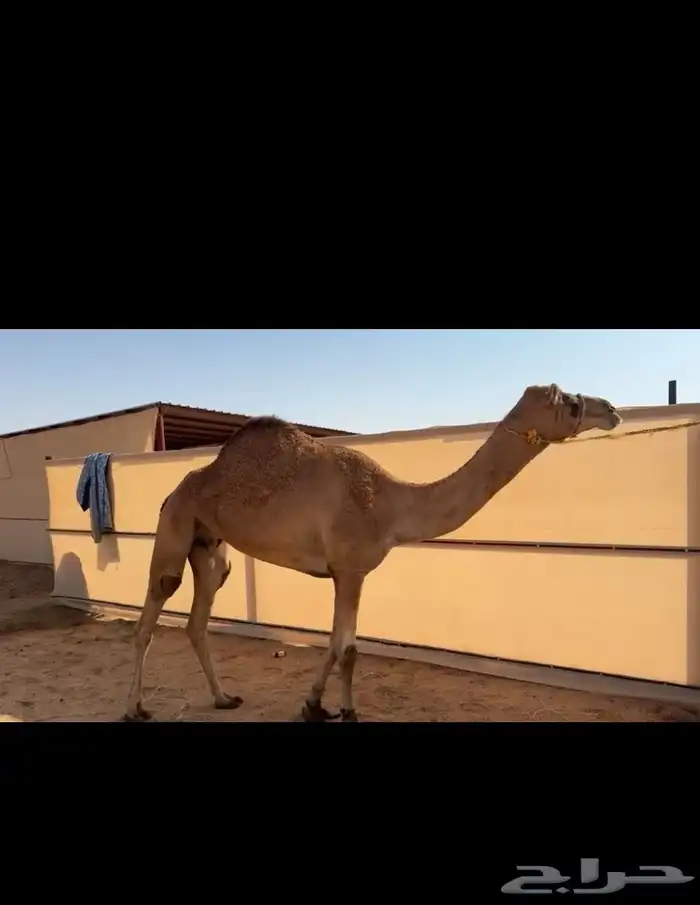 ناقه حايل فل شحم 1