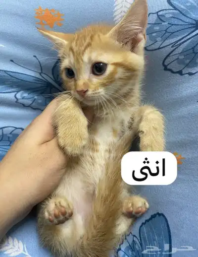 قطط للتبني في جده index