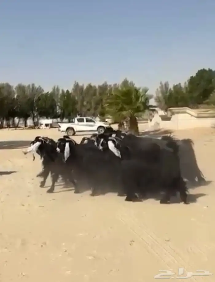 معزاء عوارض فاخره وطيبه للبيع 7