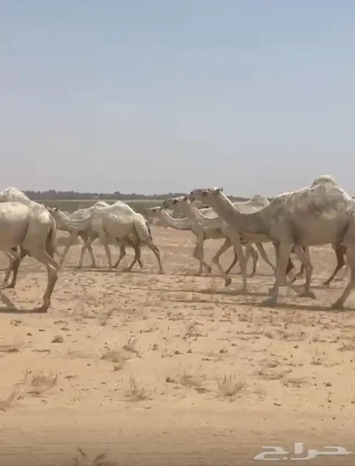 ذود ابل وضح كككفو وطيبه للبيع 2