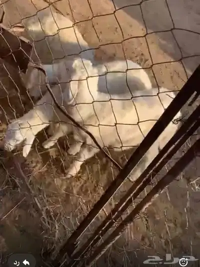 ثلاث طليان للبيع الموقع وادي حجر 0