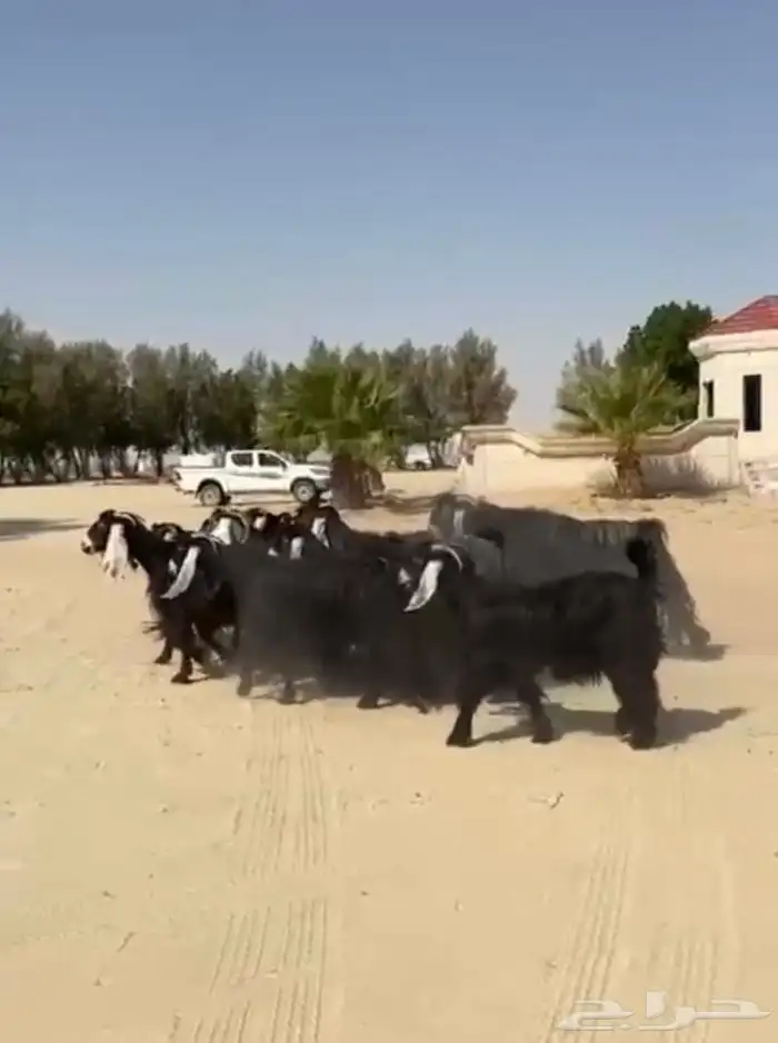 معزاء عوارض فاخره وطيبه للبيع 14