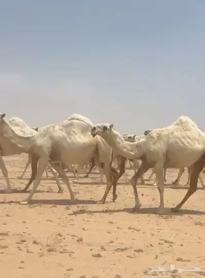ذود ابل وضح كككفو وطيبه للبيع index