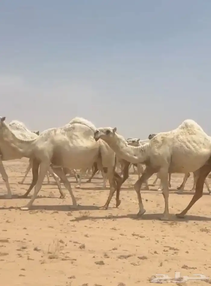 ذود ابل وضح كككفو وطيبه للبيع 1