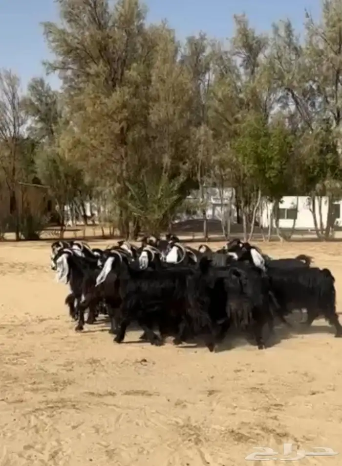 معزاء عوارض فاخره وطيبه للبيع 2