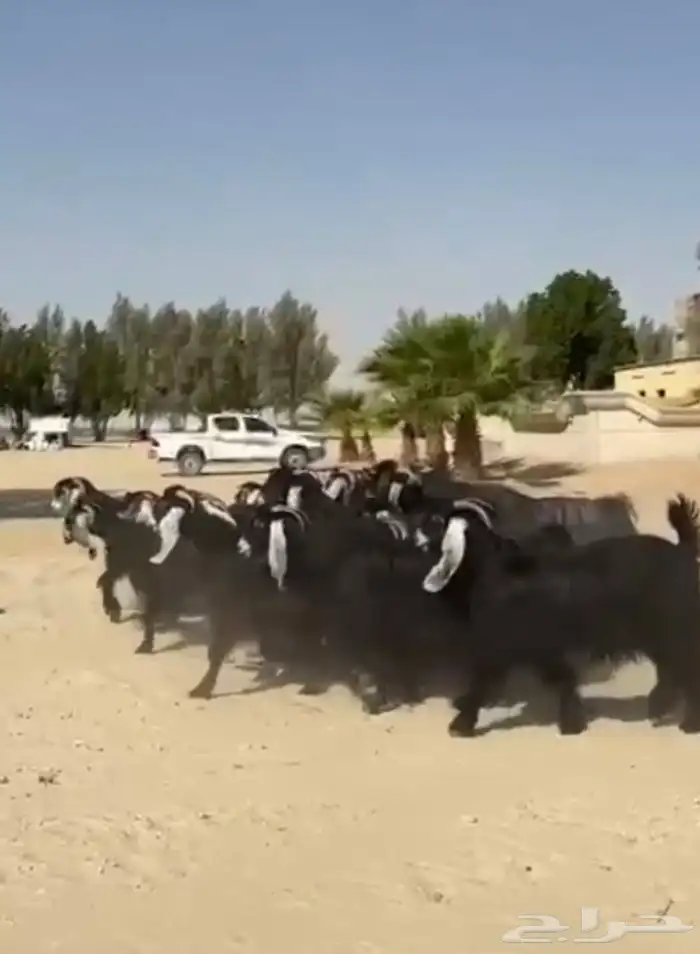 معزاء عوارض فاخره وطيبه للبيع 1