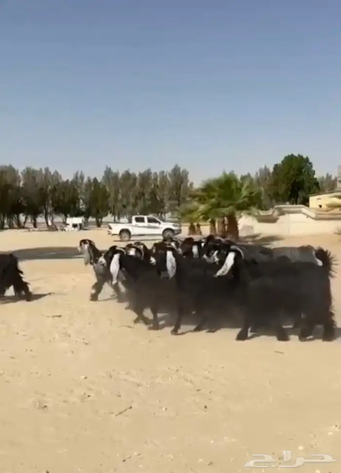 معزاء عوارض فاخره وطيبه للبيع 12