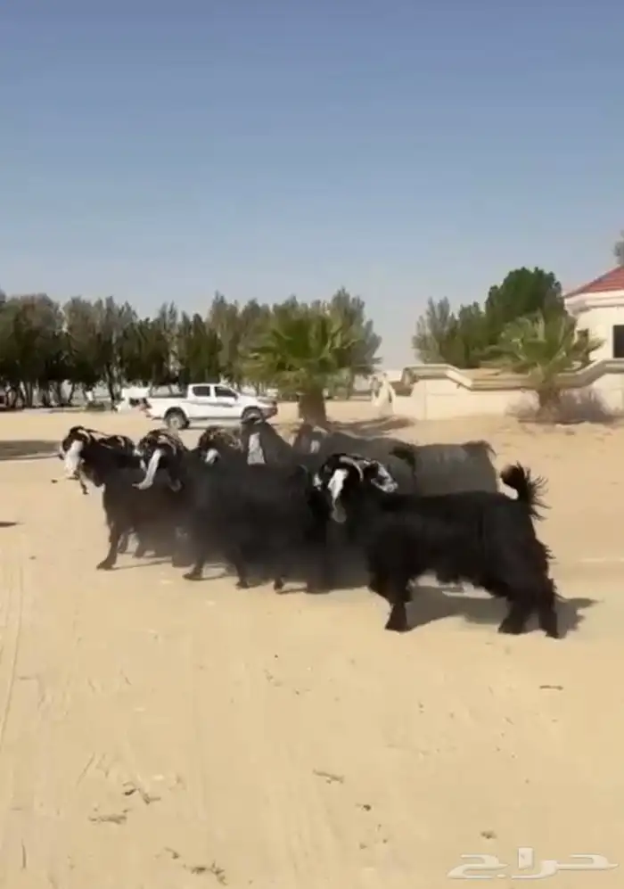 معزاء عوارض فاخره وطيبه للبيع 4