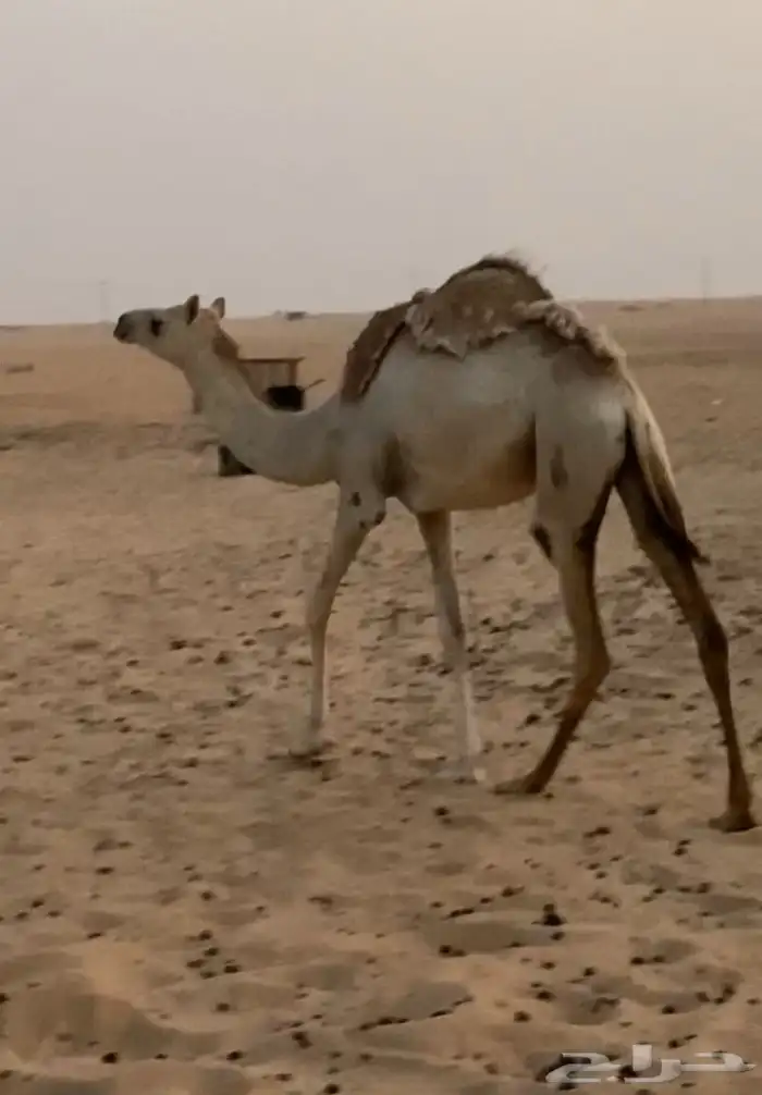 بكره ضغط عالي 1