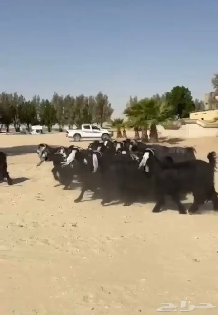 معزاء عوارض فاخره وطيبه للبيع 9