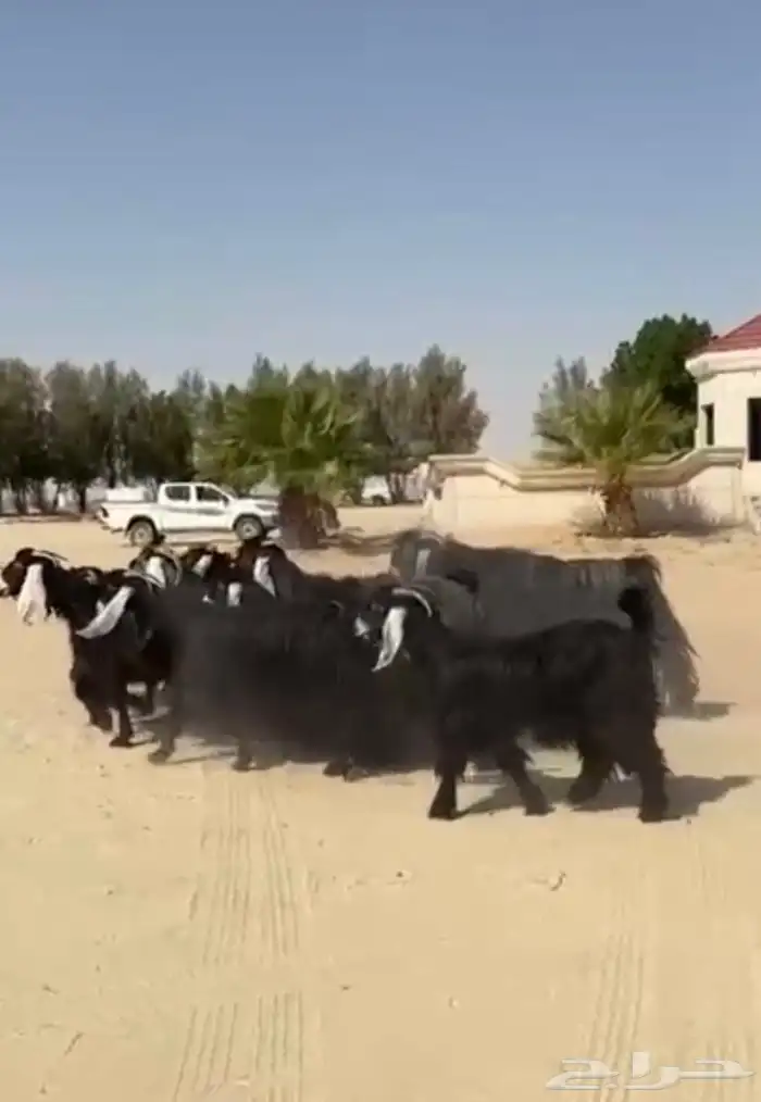معزاء عوارض فاخره وطيبه للبيع 0