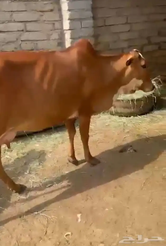 بقرة منيح للبيع 1
