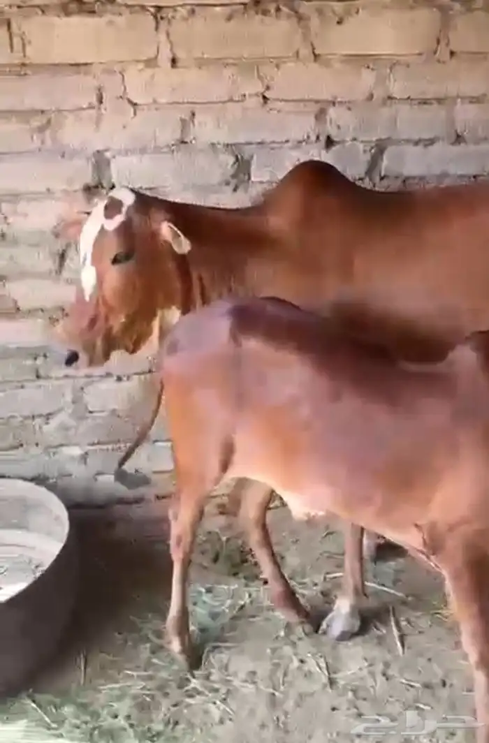 بقرة منيح للبيع 3