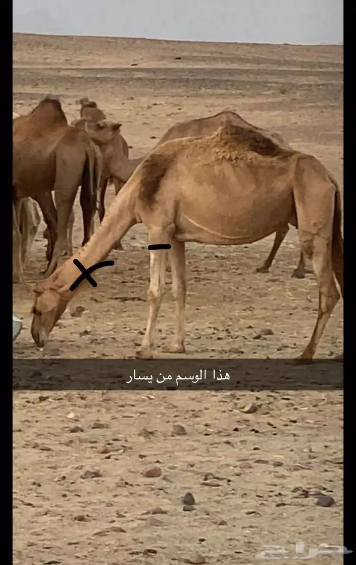 يالربع من عين الناقه هاذي 1