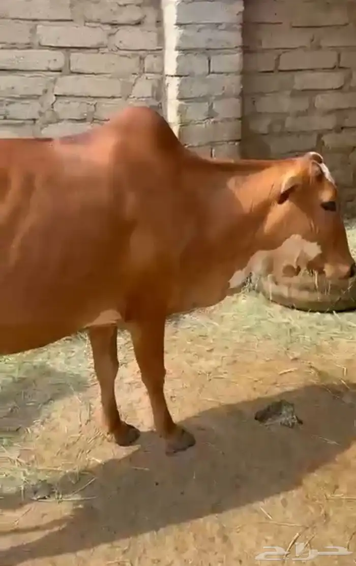 بقرة منيح للبيع 2