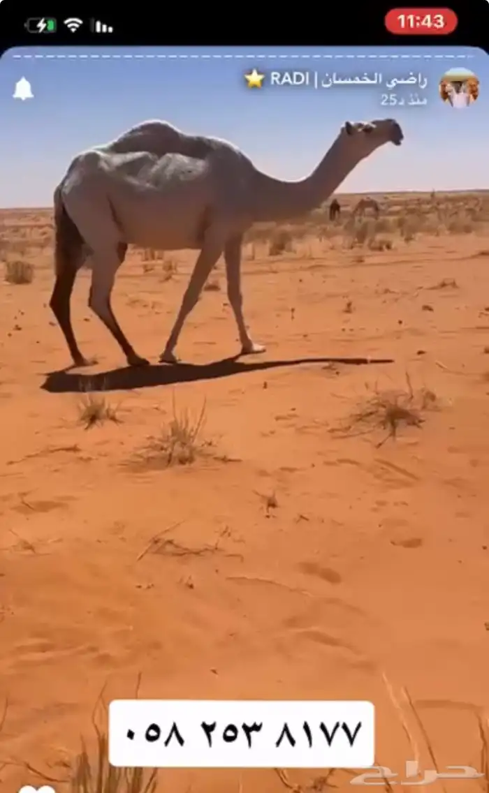 لبيع عشرا ضروبه طيبه باتليه 1