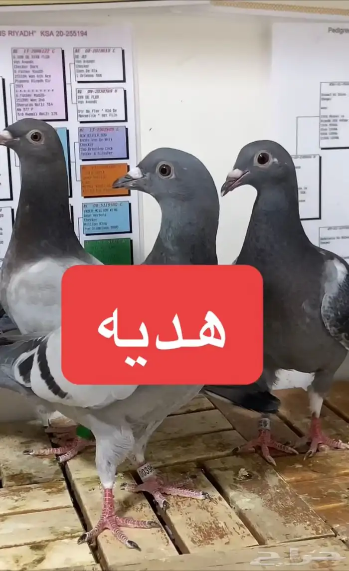 زاجل سباق ( هدية ) 0