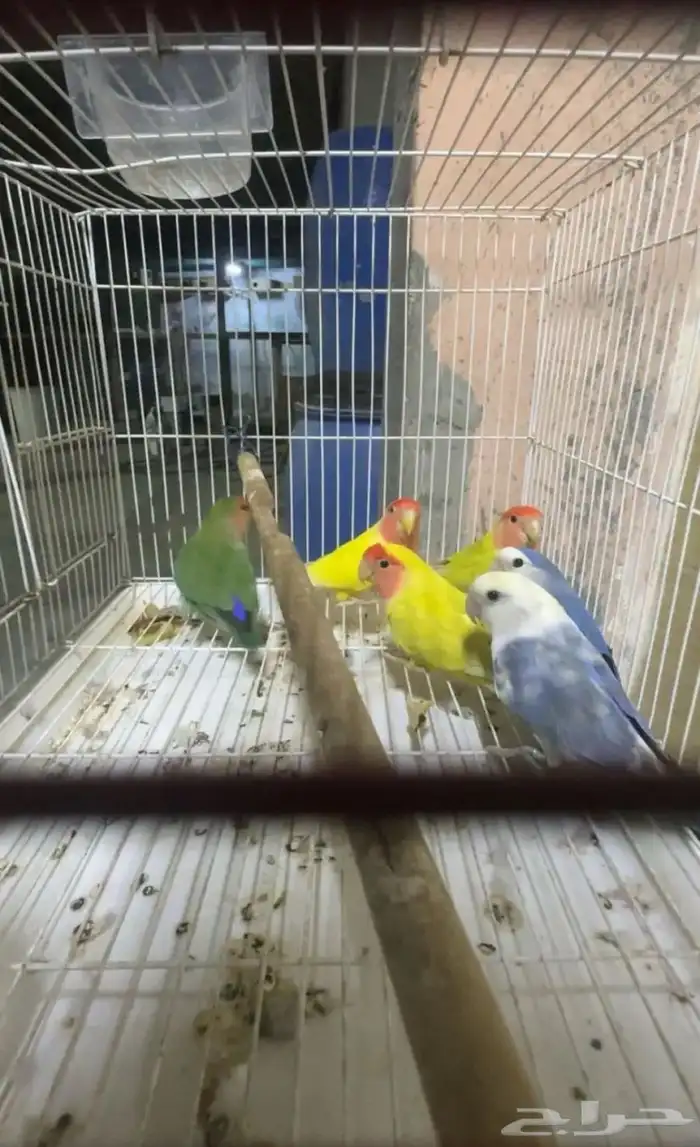 حبات روز مستوى طيب 3