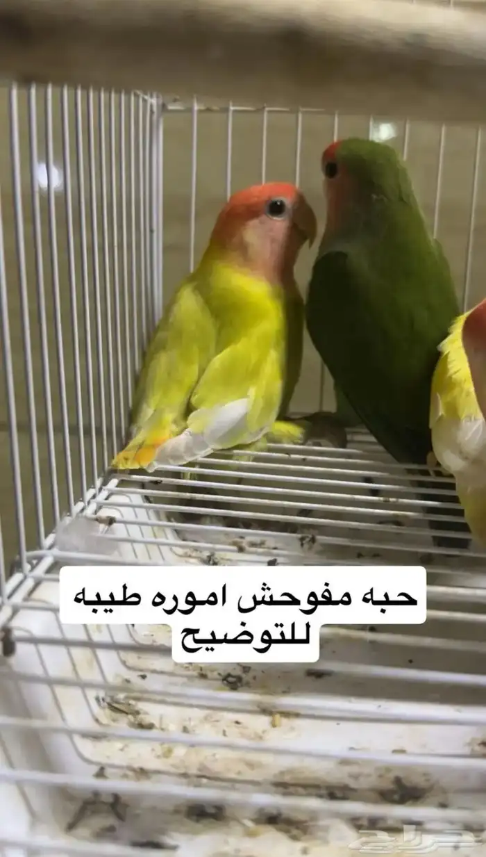 حبات روز مستوى طيب 0