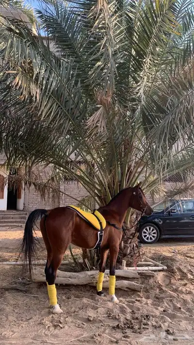 حصان شعبي index