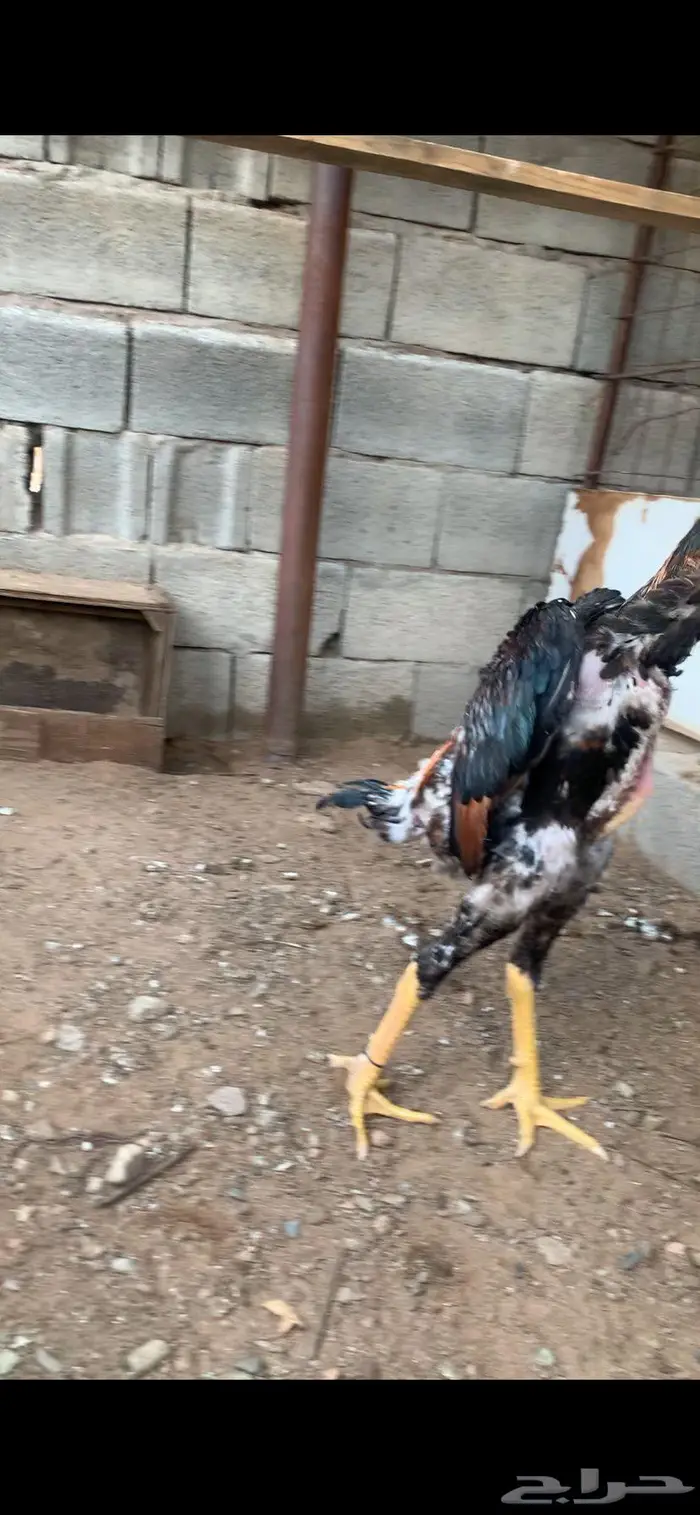 ديك شامو يباني بطل 1