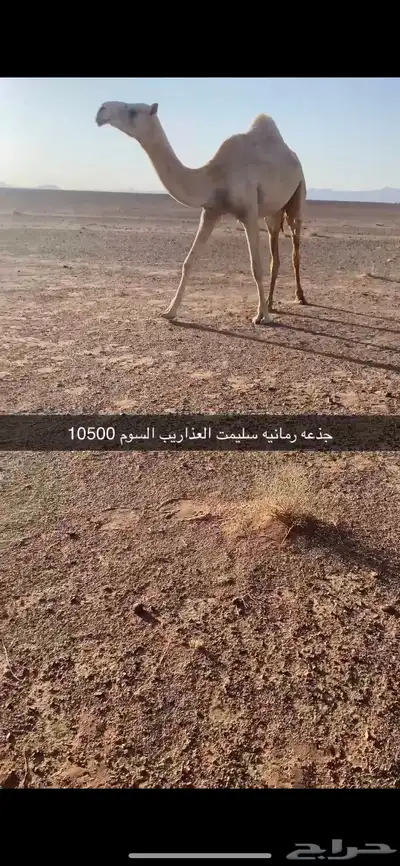 ابل 0