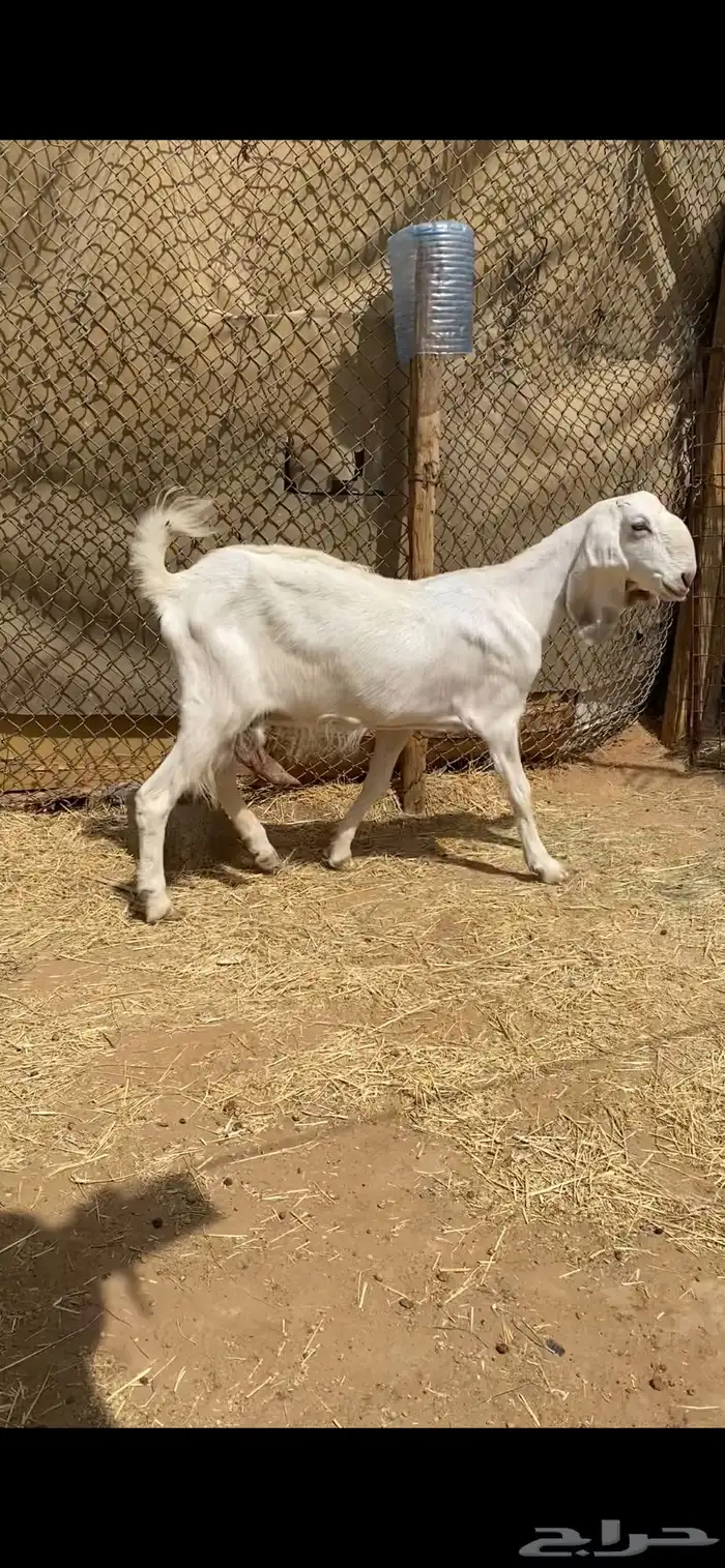 معزا مشاريك بيض للبيع 7