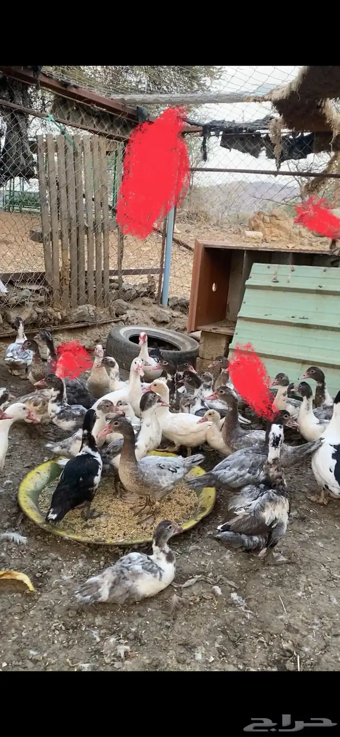 بط مسكوفي 3