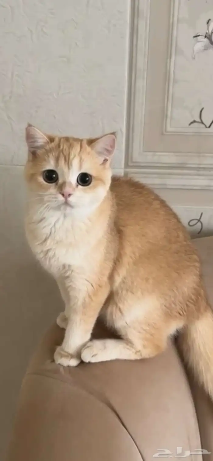 قطه 1