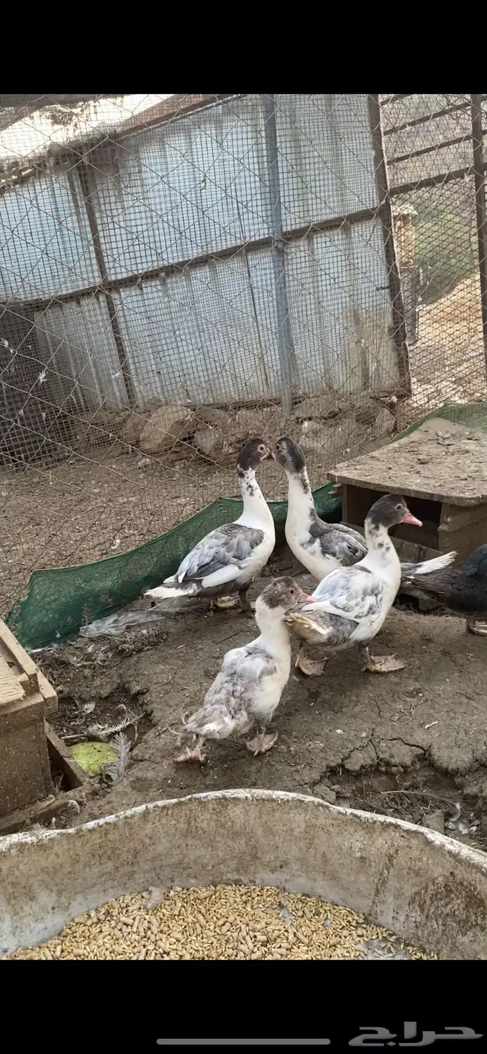 بط مسكوفي 0