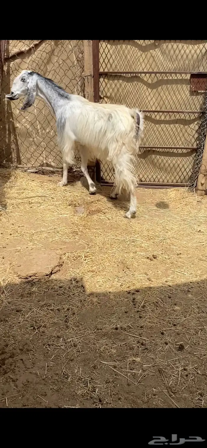 معزا مشاريك بيض للبيع 4